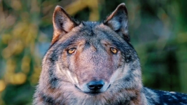 9DFE5F03-80FA-4CBB-8099-9E01A2D804C8.png
