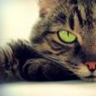 CatMeow