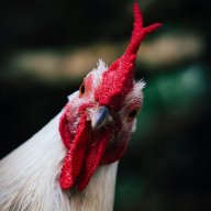 VoDiAnOiBrO