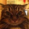 Old_Devil