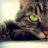 CatMeow