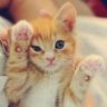 Ammy
