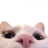 κùζλσρσɡ