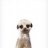 Obliviate